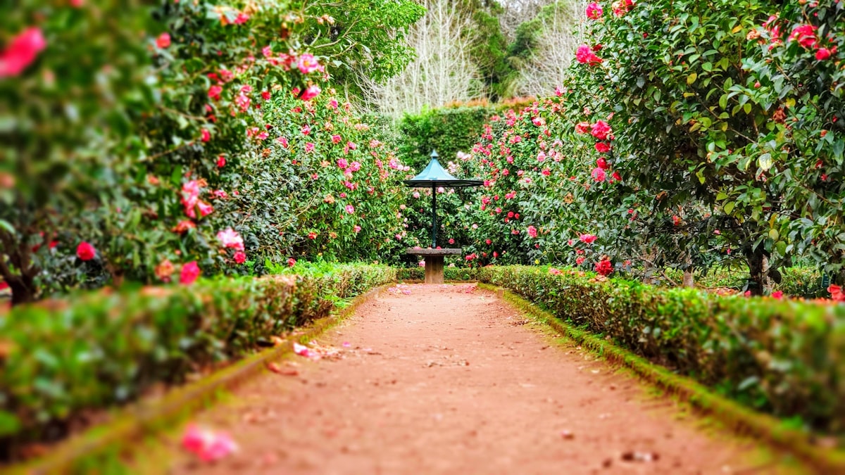 International School Garden